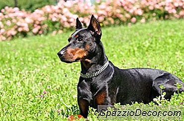 Về Chó Doberman Xanh