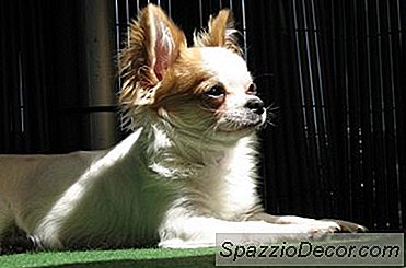 Sobre Deer Chihuahuas