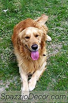 Om Golden Retriever &Amp; Boxer Mix Dogs