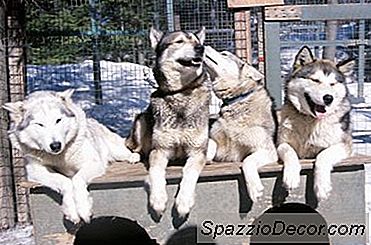 Despre Câinii Hibrizi Din Siberia