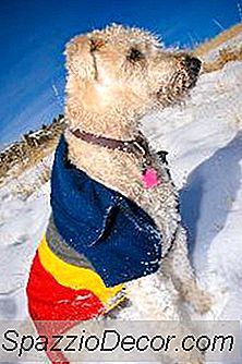 Sobre O Terrier Wheaten Soft-Coated