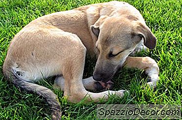 Über Schwanzverletzung Bei Hunden