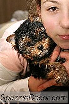 Over Theekopje Yorkies