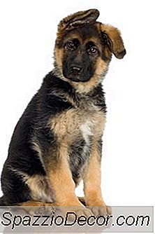 Hinzufügen Von Öl Zu Welpenfutter