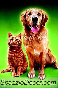 Il Vantaggio Di Avere Un Cane Vs. Un Gatto Per Un Animale Domestico