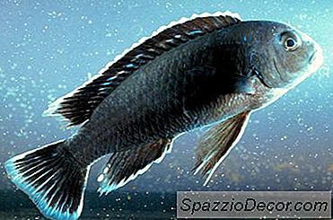 Afrikkalainen Cichlids Ja Suolaveden Katkarapuja