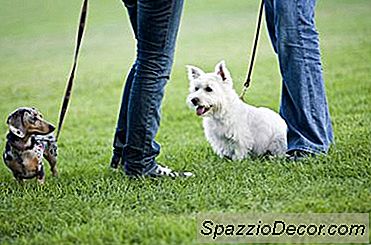 Ikä Että Uros & Naaraskoirien Tulisi Olla Erillisiä