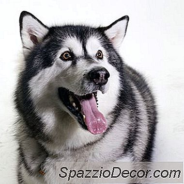 Malamute Do Alasca E Problemas De Tireóide