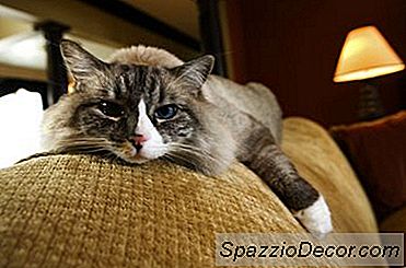 Reações Alérgicas À Maca De Gato Perfumada