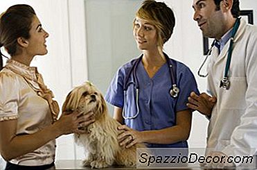 Alternatieven Voor Luiers Voor Honden