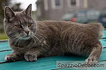 Blocco Della Ghiandola Anale Nei Gatti