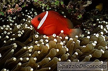 Afmetingen Aquariumpot