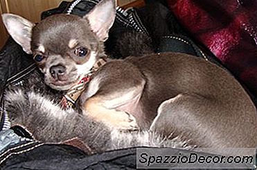 Có Phải Tất Cả Chihuahua Đều Hiếu Động?