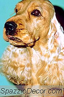 Adakah Cocker Spaniels Tergantung Kepada Batu?