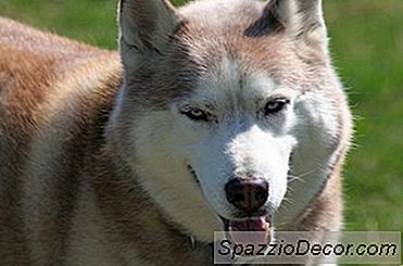 Huskies São Relacionados Aos Lobos?