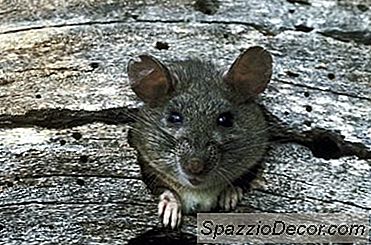 ラットテリアは攻撃的になりやすいですか？