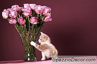 Les Roses Sont-Elles Nuisibles Aux Chats?