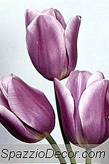 Sind Tulpen Gefährlich Für Katzen?