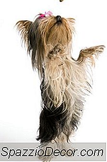 Yorkies Sont Hyper?