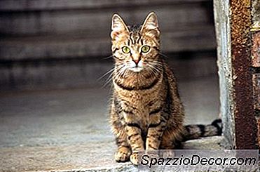 Arthritis-Medikamente Für Katzen
