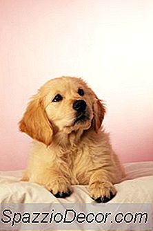 犬用の自動トイレ