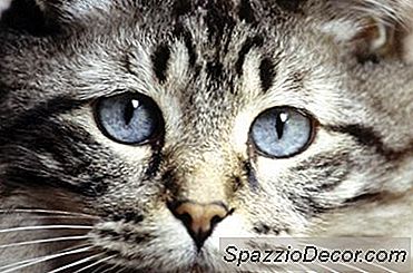 De Gemiddelde Bloedsuikertelling Voor Niet-Diabetische Katten