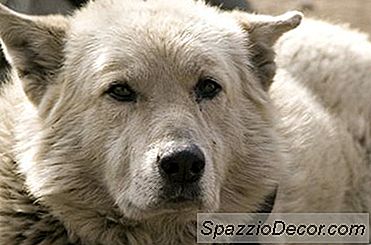 Costul Mediu De A Adopta Un Câine Dintr-O Adăpost