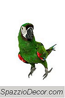 O Tempo Médio De Vida Dos Papagaios