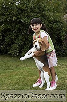 Rygsmerter I Beagles