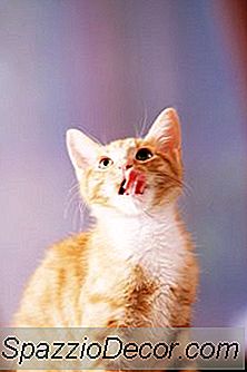 Bau Mulut & Saluran Pencernaan Parasit Pada Kucing