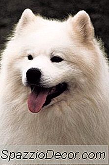 입욕 Samoyeds