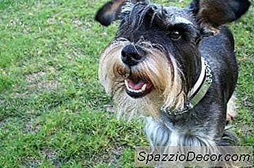 Banhando As Orelhas De Um Schnauzer