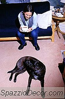 Problemas Comportamentais E Ajuda Para Quando Os Cães Urinam No Chão