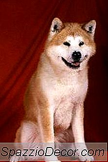 Akita'S Adfærd