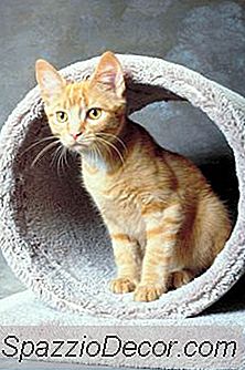 最高の猫の木の家具