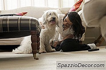 A Melhor Escova De Cachorro Para Dois Casacos