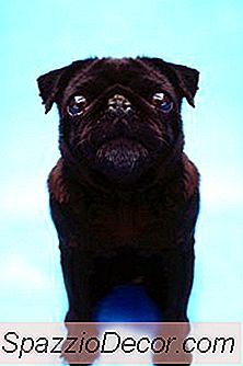 Os Melhores Alimentos Para Cães Para Pugs