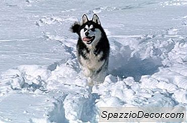 Os Melhores Cães Para Um Clima Do Alasca