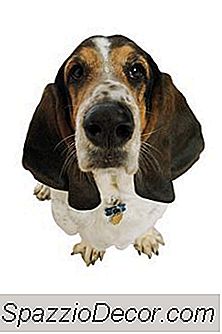 Der Beste Bodenbelag Für Hunde, Die Im Haus Urinieren