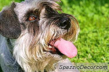 La Mejor Comida Para Un Cachorro Schnauzer Miniatura