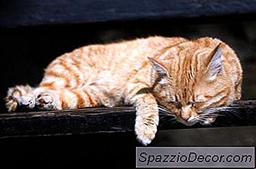 Makanan Terbaik Untuk Kucing Yang Lebih Tua