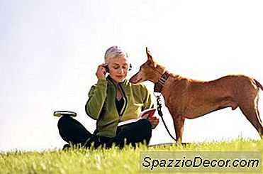 I Migliori Cani Da Guardia Di Taglia Media Per Anziani