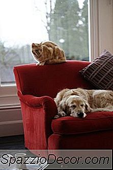 Les Meilleurs Produits Pour Calmer Les Chiens