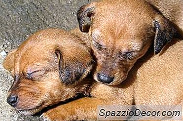 Melhor Maneira De Potty Treinar Um Filhote De Cachorro