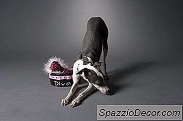 Zwarte Eieren In Het Bont Van Een Hond