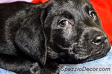 Black Lab Puppy-Informatie