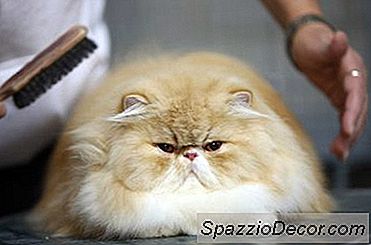 Parches Negros Y Escamosos Con Pérdida De Cabello En Los Gatos