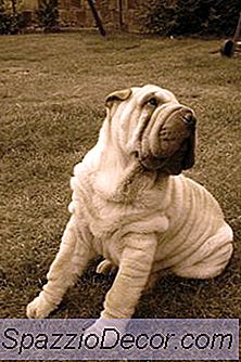 ตาบอดใน Shar-Peis