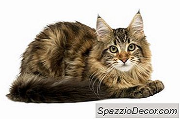 Ebulliciones En El Estómago Inferior De Un Gato