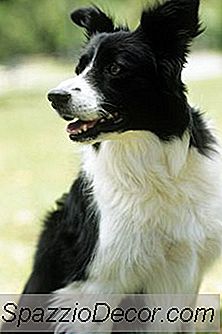 Border Collie-Sjukdom